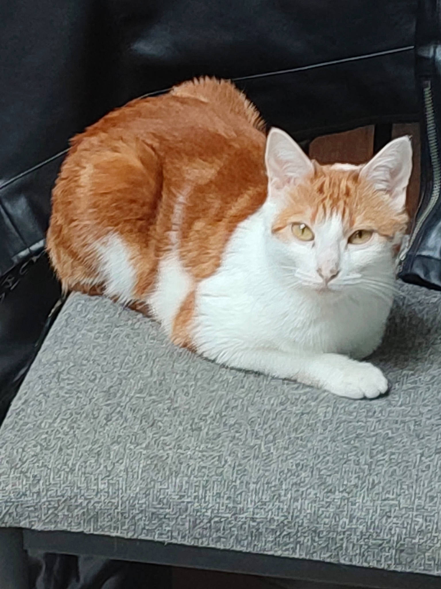 Serena a rejoint le concours — aidez-le/la à gagner de superbes lots ! art, carnivore, cat, comfort, domestic_short_haired_cat, eye, fawn, felidae, fur, paw, sitting, small_to_medium_sized_cats, snout, tail, whiskers, window, wood