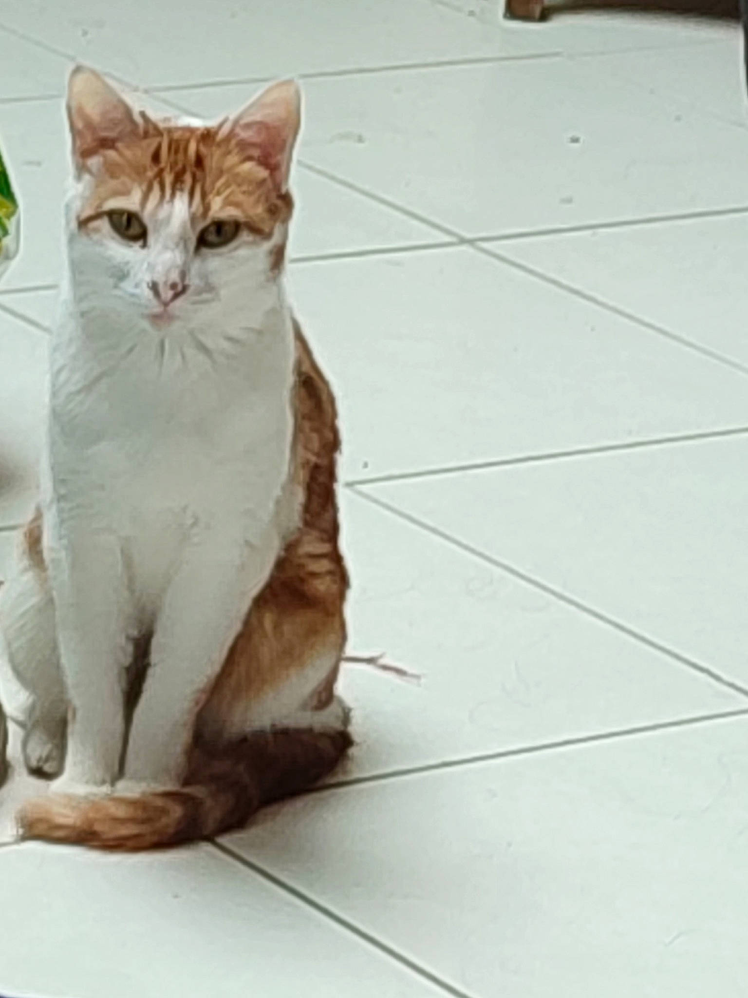 Serena participe au concours pour gagner de l'argent avec cette photo : carnivore, cat, claw, domestic_short_haired_cat, fawn, felidae, flooring, foot, fur, gesture, hardwood, paw, small_to_medium_sized_cats, snout, tail, terrestrial_animal, whiskers, window, wood