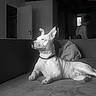 Perle a rejoint le concours — aidez-le/la à gagner de superbes lots ! dog, couch, indoor, black_and_white, person, window, living_room, relaxing, furniture, collar, pet, canine, home, sofa, shirtless, door, ceiling, pillows, resting, monochrome