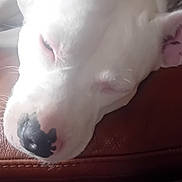 Perle participe au concours pour gagner de l'argent avec cette photo : dog, white_dog, sleeping, resting, nose, ear, leather, brown_surface, fan, metal, indoor, pet, closeup, face, cozy, relaxation, animal, domestic, quiet, calm