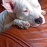 Perle participe au concours pour gagner de l'argent avec cette photo : dog, white_dog, leather_couch, sleeping, relaxed, indoor, pet, canine, cozy, resting, paw, nose, ear, fur, comfort, home, animal, closeup, portrait, sunlight