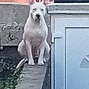 Perle a rejoint le concours — aidez-le/la à gagner de superbes lots ! dog, white_dog, perched, ledge, brick_wall, door, window, greenery, urban, alert, animal, pet, outdoor, building, concrete, narrow, sitting, looking, daylight, fence