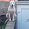 dog, white_dog, perched, ledge, brick_wall, door, window, greenery, urban, alert, animal, pet, outdoor, building, concrete, narrow, sitting, looking, daylight, fence