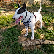 Black participe au concours pour gagner de l'argent avec cette photo : animal, black_and_white, canine, collar, dog, ears_up, earth, grass, greenery, harness, nature, outdoor, pet, playful, shadow, standing, stick, sunlight, tongue_out, wall