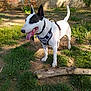 animal, black_and_white, canine, collar, dog, ears_up, earth, grass, greenery, harness, nature, outdoor, pet, playful, shadow, standing, stick, sunlight, tongue_out, wall