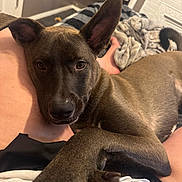 Dover is registered to the contest to win money with this photo: animal, blanket, brown_dog, close_up, companion, cozy, cute, dog, ears, fireplace, floor, fur, home, indoor, lap, laying_down, looking_at_camera, person, pet, relaxed