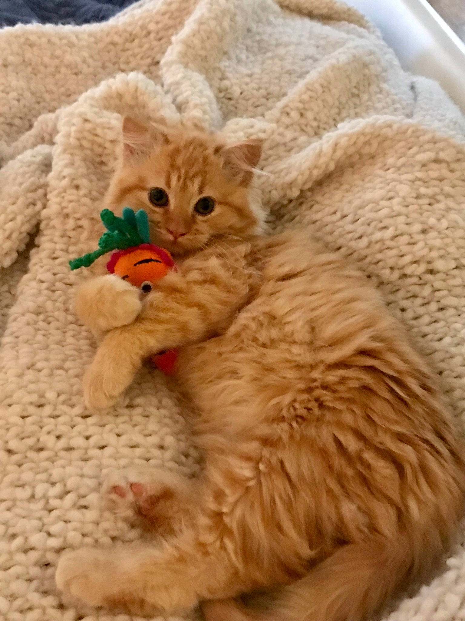 Posey Campas is registered to the contest to win money with this photo: carnivore, cat, cat_supply, claw, comfort, domestic_short_haired_cat, fawn, felidae, fur, nap, paw, peach, small_to_medium_sized_cats, snout, tail, terrestrial_animal, whiskers, wildlife