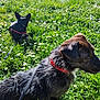 animal, canine, collar, daisy, daylight, dog, field, flower, fur, grass, greenery, harness, leash, meadow, nature, outdoor, pet, summer, sunlight, two_dogs