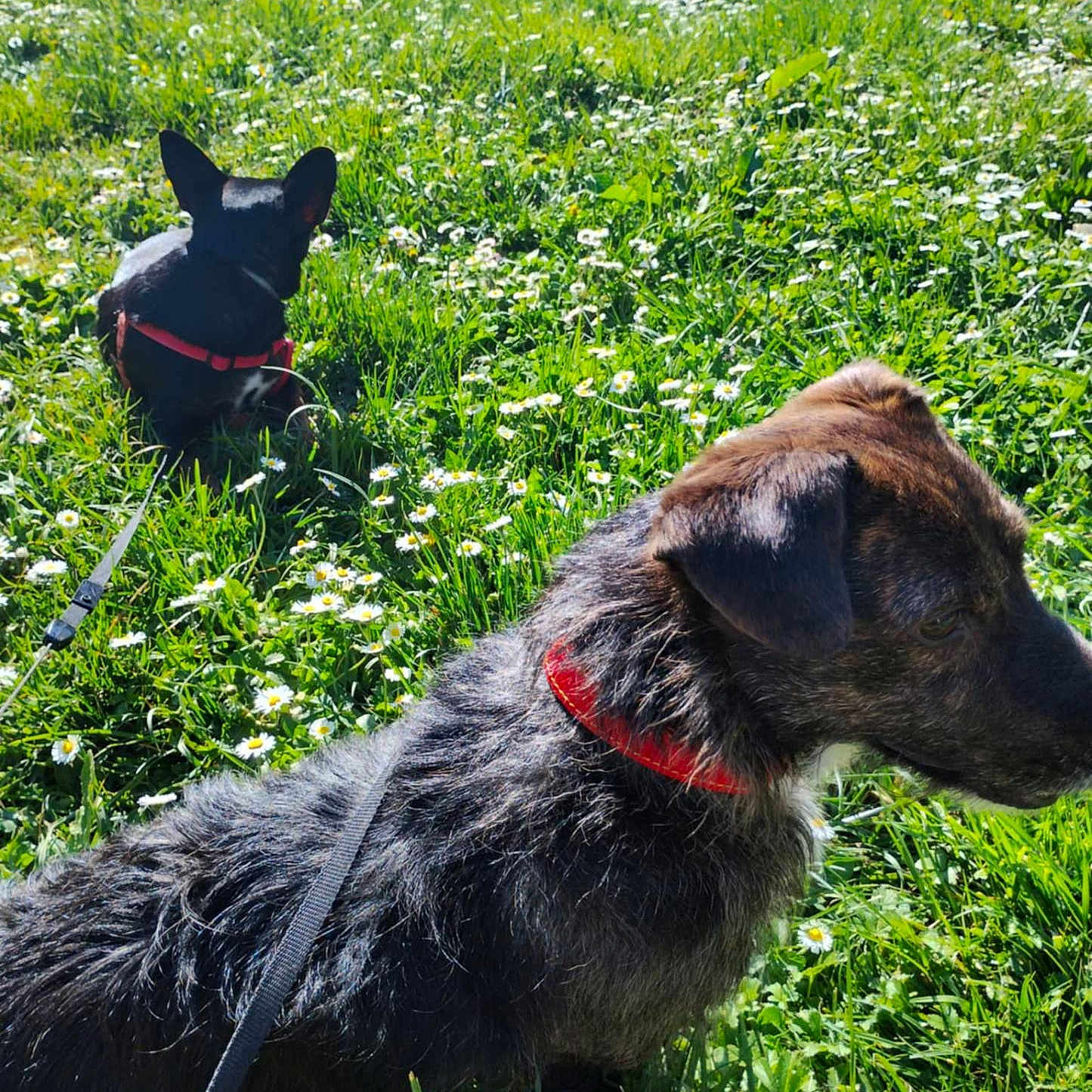 Gibbs Et Loulou participe au concours pour gagner de l'argent avec cette photo : animal, canine, collar, daisy, daylight, dog, field, flower, fur, grass, greenery, harness, leash, meadow, nature, outdoor, pet, summer, sunlight, two_dogs