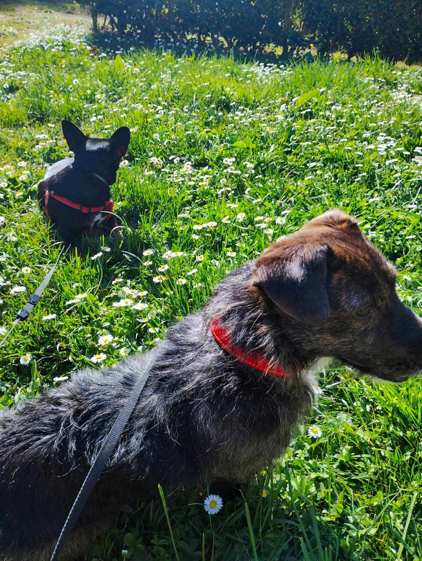Gibbs Et Loulou participe au concours pour gagner de l'argent avec cette photo : animal, canine, collar, daisy, daylight, dog, field, flower, fur, grass, greenery, harness, leash, meadow, nature, outdoor, pet, summer, sunlight, two_dogs