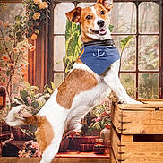 Fanfare participe au concours pour gagner de l'argent avec cette photo : dog, brown_and_white, bandana, wooden_crate, indoor, plants, window, flooring, pet, smiling, standing, decor, furniture, canine, portrait, animal, ears_up, happy, looking_at_camera, tail