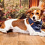 Fanfare a rejoint le concours — aidez-le/la à gagner de superbes lots ! dog, bandana, brown_and_white, indoor, wooden_floor, plants, flowers, decor, pet, lying_down, portrait, cute, domestic_animal, animal, canine, floral_background, houseplant, cozy, relaxed, companion