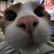 Lola joined the competition — help win amazing prizes! cat, close_up, nose, whiskers, indoor, bed, blanket, window, curtain, poster, softball, purple_wall, furniture, animal, pet, cute, feline, blurred_background, whisker_pad, indoor_lighting