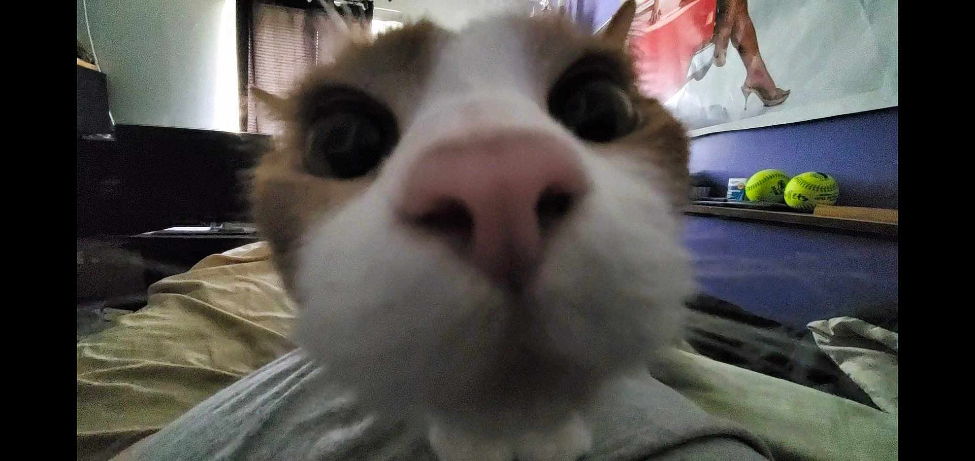 Lola