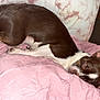 Rico is registered to the contest to win money with this photo: bed, blanket, brown, canine, comfort, cozy, cute, dog, ears, fur, indoor, nap, pet, pink, relaxation, resting, sleeping, small_dog, toy, white