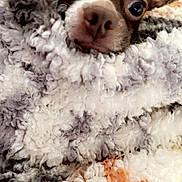 Rico joined the competition — help win amazing prizes! animal, blanket, brown_and_white, close_up, comfort, cozy, cute, dog, ears, face, fur, indoor, pet, relaxed, resting, small_dog, snuggled, soft, texture, warm
