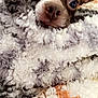 animal, blanket, brown_and_white, close_up, comfort, cozy, cute, dog, ears, face, fur, indoor, pet, relaxed, resting, small_dog, snuggled, soft, texture, warm