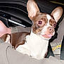 Rico joined the competition — help win amazing prizes! animal, arm, brown_and_white, car_interior, closeup, clothing, companion, cute, dog, ears, flash, indoor, night, person, pet, reflection, seatbelt, small_dog, tongue_out, window