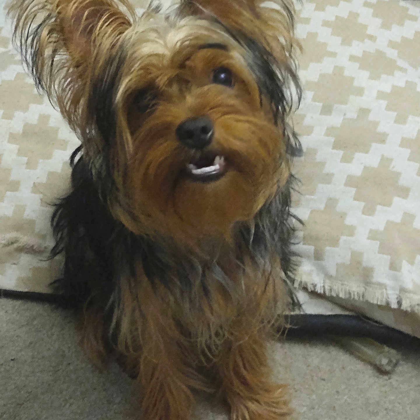 Benji joined the competition — help win amazing prizes! affenpinscher, airedale, animal, ball, bed, canine, cockerspaniel, couch, cushion, dog, furniture, homedecor, papillon, pet, poodle, puppy, sport, tennis, tennisball, terrier