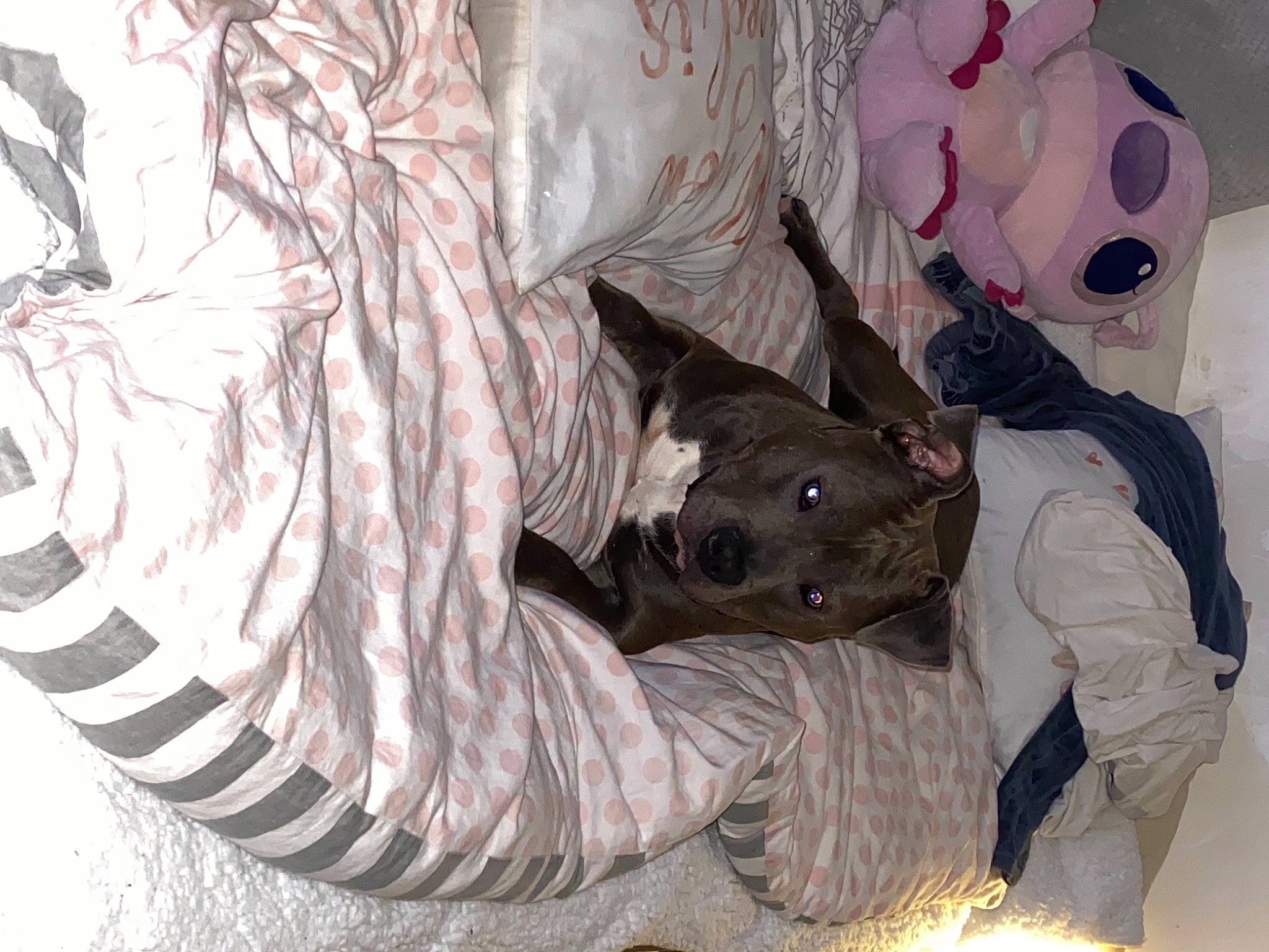 Tupac a rejoint le concours — aidez-le/la à gagner de superbes lots ! automotive_tire, carmine, carnivore, comfort, companion_dog, dog, dog_breed, felidae, fictional_character, fur, grey, linens, pattern, sitting, small_to_medium_sized_cats, sporting_group, stuffed_toy, tail, toy, whiskers