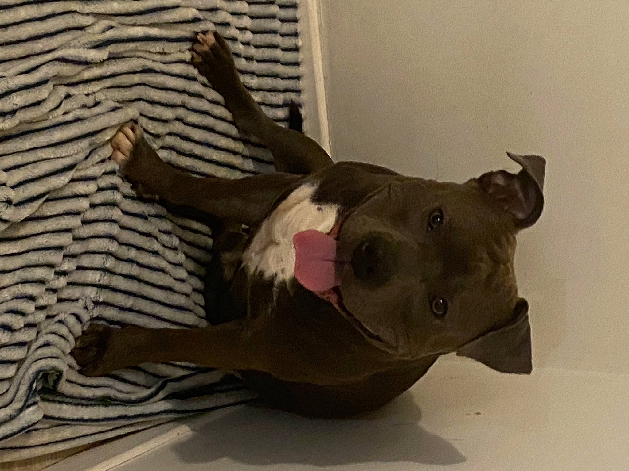 Tupac a rejoint le concours — aidez-le/la à gagner de superbes lots ! art, bony_fish, carmine, fin, fish, grey, jaw, linens, metal, personal_protective_equipment, plaster, ray_finned_fish, sculpture, snout, tail, terrestrial_animal, toy, visual_arts, wood