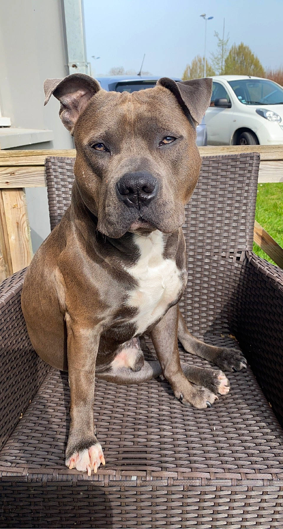 Tupac a rejoint le concours — aidez-le/la à gagner de superbes lots ! canidae, car, carnivore, collar, companion_dog, dog, dog_breed, dog_collar, fawn, molosser, pet_supply, plant, sky, sporting_group, tire, vehicle, wheel, whiskers, working_animal, working_dog