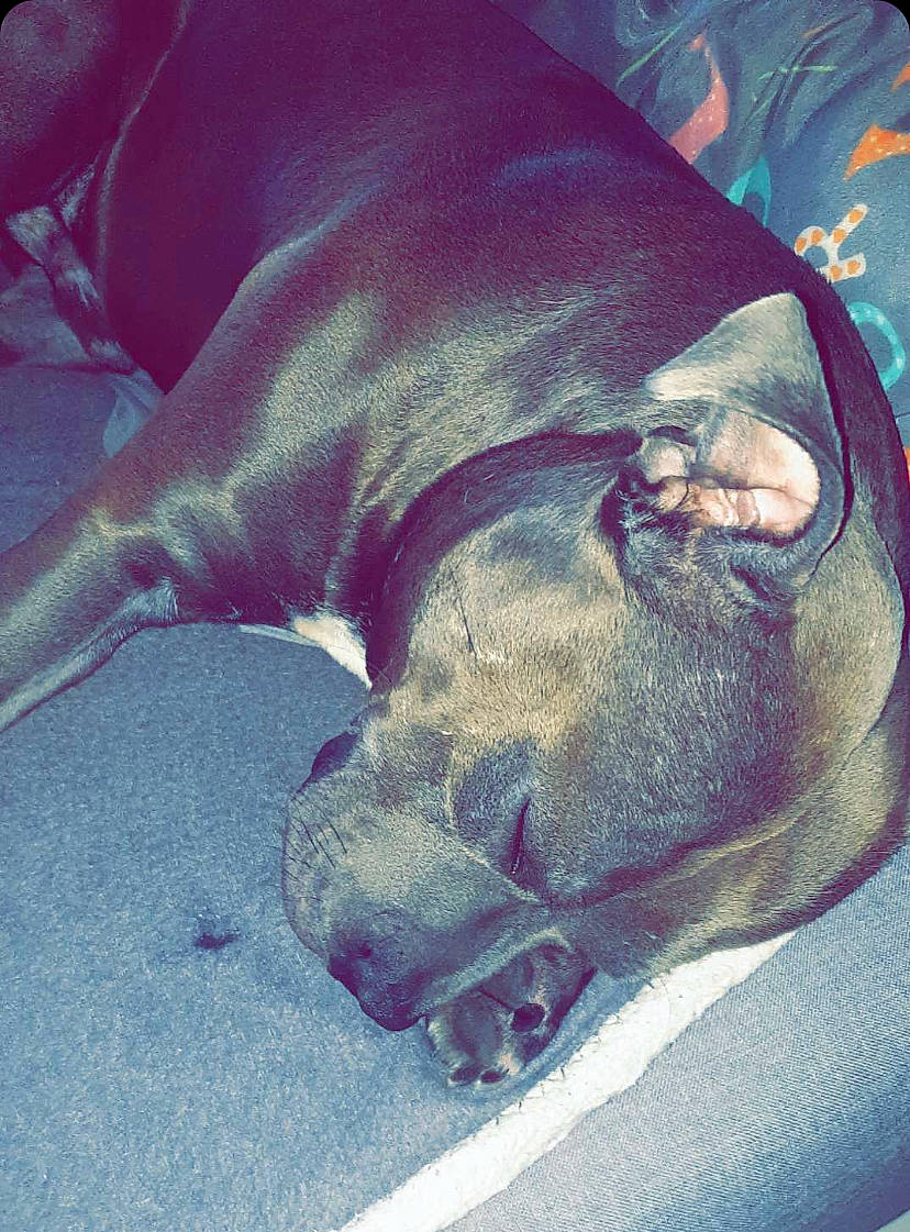 Tupac a rejoint le concours — aidez-le/la à gagner de superbes lots ! canidae, carnivore, comfort, companion_dog, dog, dog_breed, dog_supply, electric_blue, fawn, grey, guard_dog, jaw, liver, nap, paw, pet_supply, snout, sporting_group, whiskers, working_animal