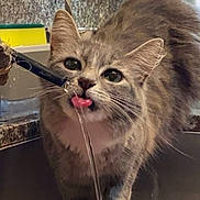 Bicha is registered to the contest to win money with this photo: cat, gray_cat, tabby_cat, drinking, water, tongue, kitchen_sink, bowl, colorful_bowl, faucet, indoor, pet, animal, closeup, cute, whiskers, fur, household, curious, playful
