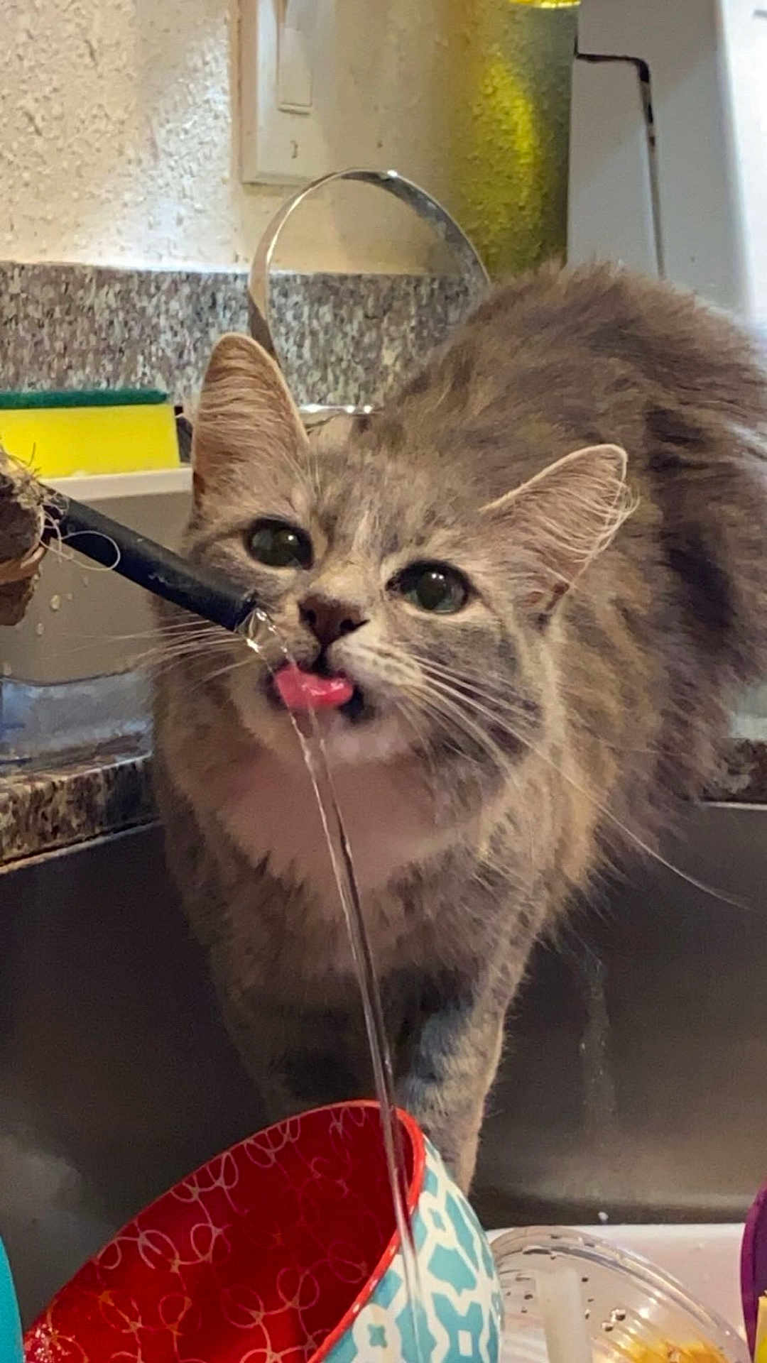 Bicha is registered to the contest to win money with this photo: cat, gray_cat, tabby_cat, drinking, water, tongue, kitchen_sink, bowl, colorful_bowl, faucet, indoor, pet, animal, closeup, cute, whiskers, fur, household, curious, playful