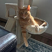 Goose joined the competition — help win amazing prizes! cat, orange_tabby, cat_tree, hammock, indoor, sunlight, relaxed, pet, furniture, carpet, wood_floor, paw, fur, whiskers, window_light, home, cozy, resting, animal, domestic_cat