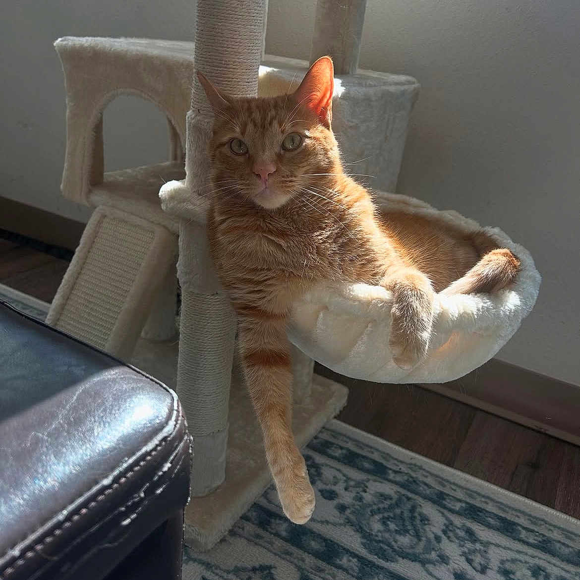 Goose joined the competition — help win amazing prizes! cat, orange_tabby, cat_tree, hammock, indoor, sunlight, relaxed, pet, furniture, carpet, wood_floor, paw, fur, whiskers, window_light, home, cozy, resting, animal, domestic_cat