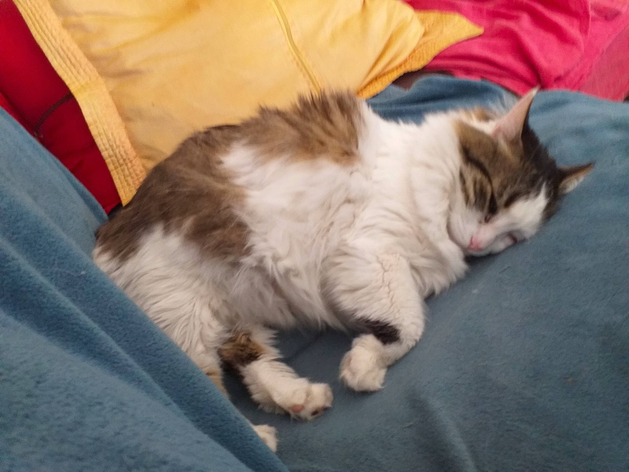 Noé a rejoint le concours — aidez-le/la à gagner de superbes lots ! carnivore, cat, claw, comfort, companion_dog, couch, domestic_short_haired_cat, fawn, felidae, foot, fur, lap, nap, paw, small_to_medium_sized_cats, snout, tail, whiskers