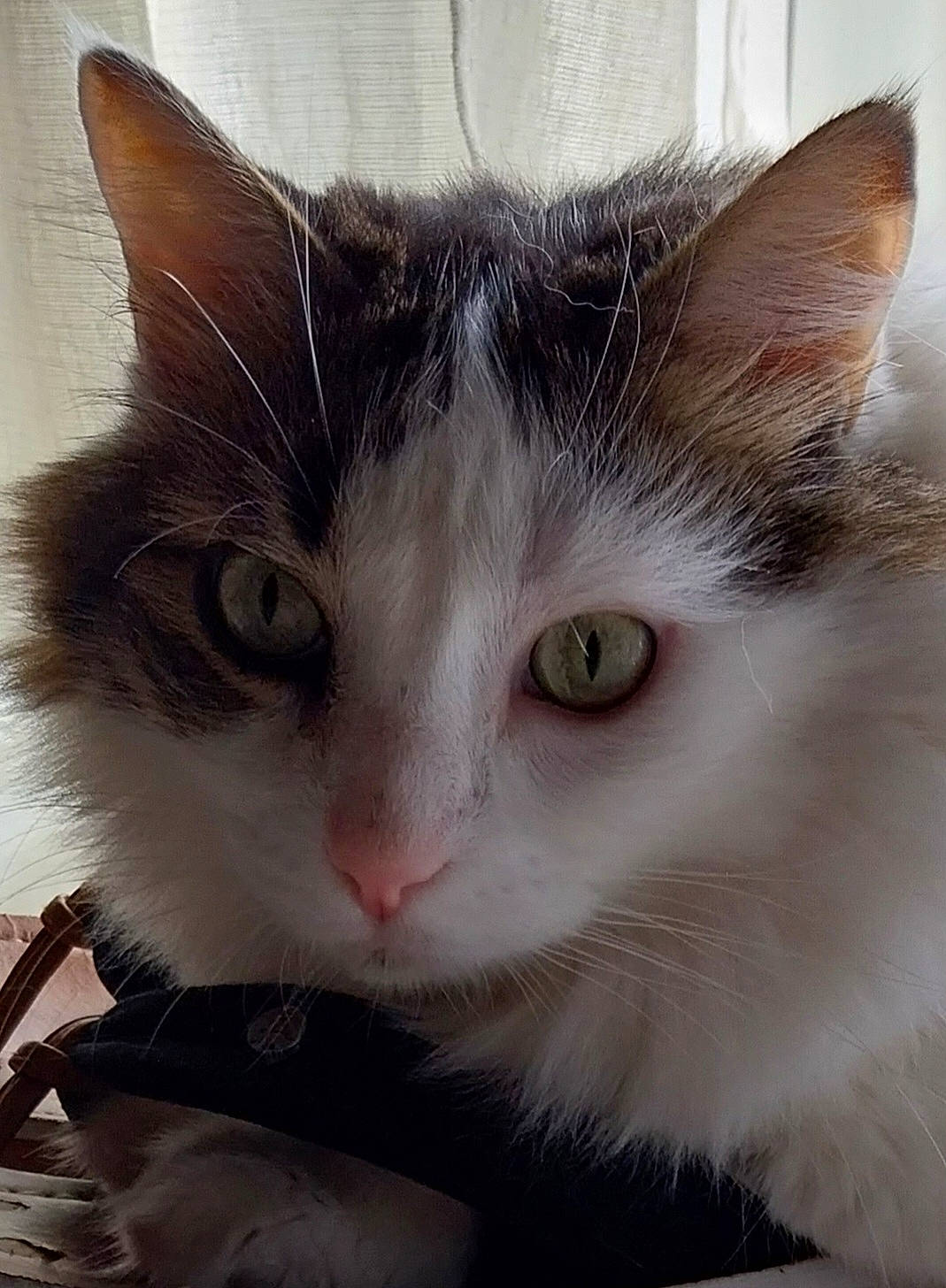 Noé participe au concours pour gagner de l'argent avec cette photo : carnivore, cat, comfort, domestic_short_haired_cat, eye, felidae, fur, iris, paw, small_to_medium_sized_cats, snout, tail, whiskers, window