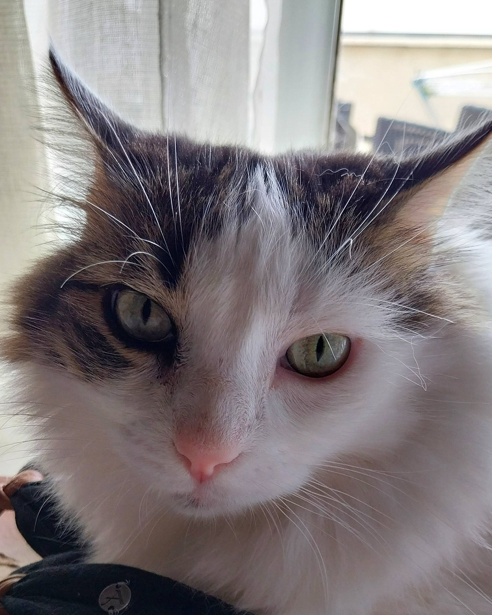 Noë a rejoint le concours — aidez-le/la à gagner de superbes lots ! carnivore, cat, domestic_short_haired_cat, ear, eye, felidae, fur, head, paw, pet_supply, small_to_medium_sized_cats, snout, tail, whiskers, window