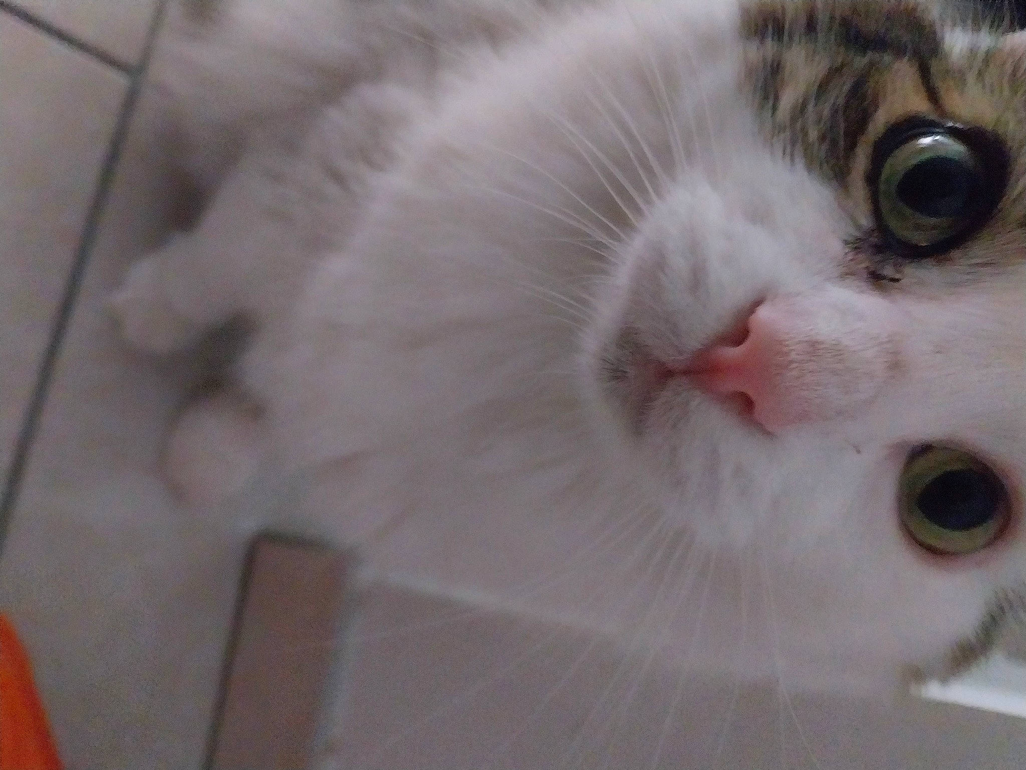 Noë participe au concours pour gagner de l'argent avec cette photo : carnivore, cat, domestic_short_haired_cat, eyelash, felidae, fur, paw, small_to_medium_sized_cats, snout, whiskers