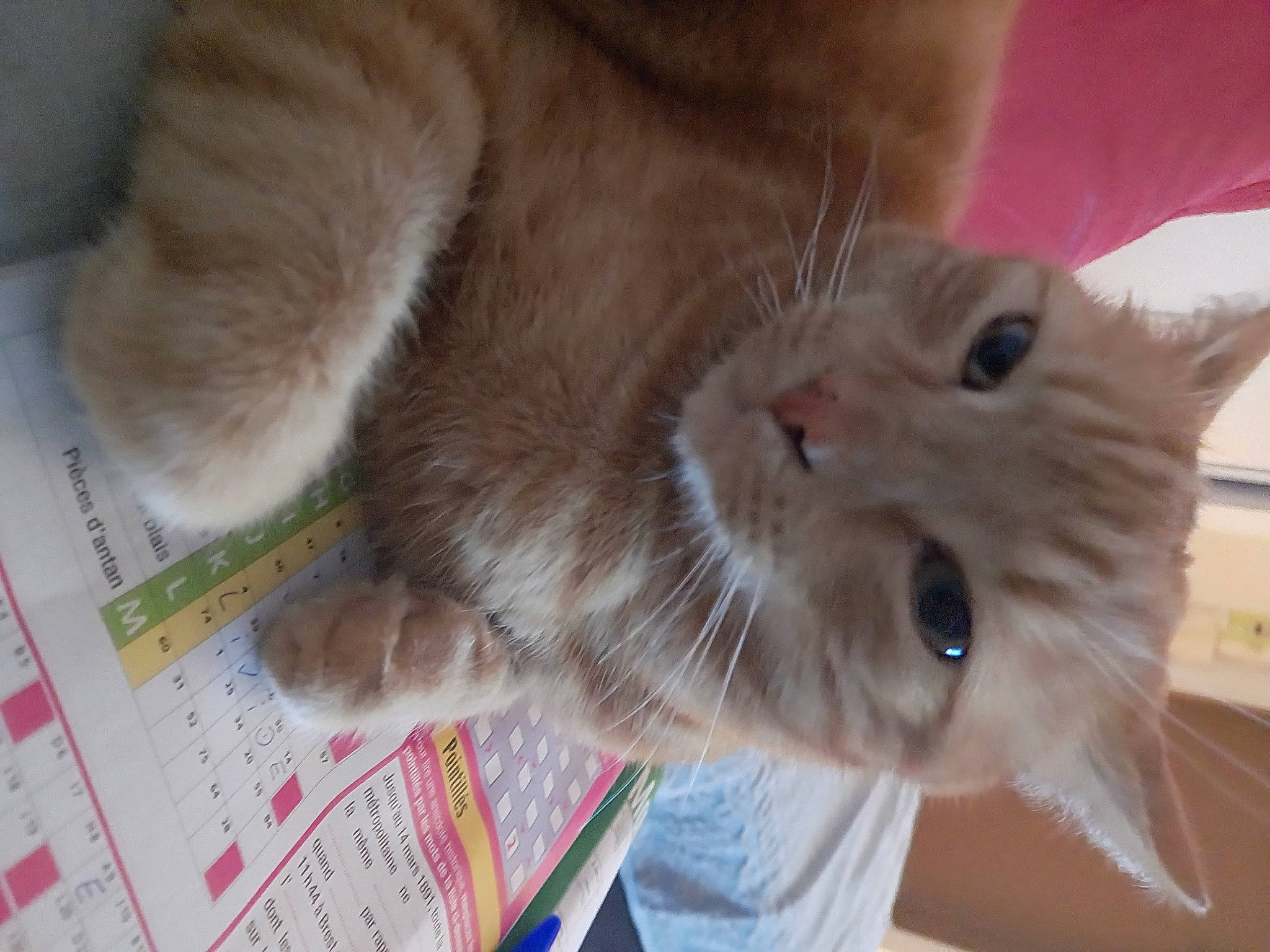 Maë a rejoint le concours — aidez-le/la à gagner de superbes lots ! carnivore, cat, claw, domestic_short_haired_cat, ear, fawn, felidae, fur, gesture, paw, small_to_medium_sized_cats, snout, tail, whiskers