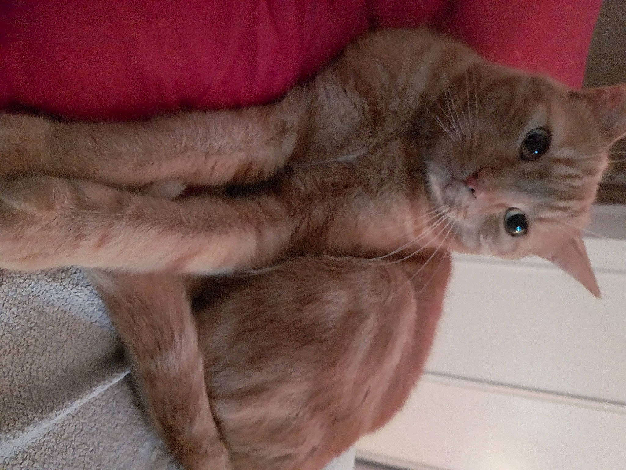 Maë a rejoint le concours — aidez-le/la à gagner de superbes lots ! carnivore, cat, comfort, domestic_short_haired_cat, ear, eye, fawn, felidae, foot, fur, gesture, human_leg, russian_blue, small_to_medium_sized_cats, snout, tail, whiskers, wood