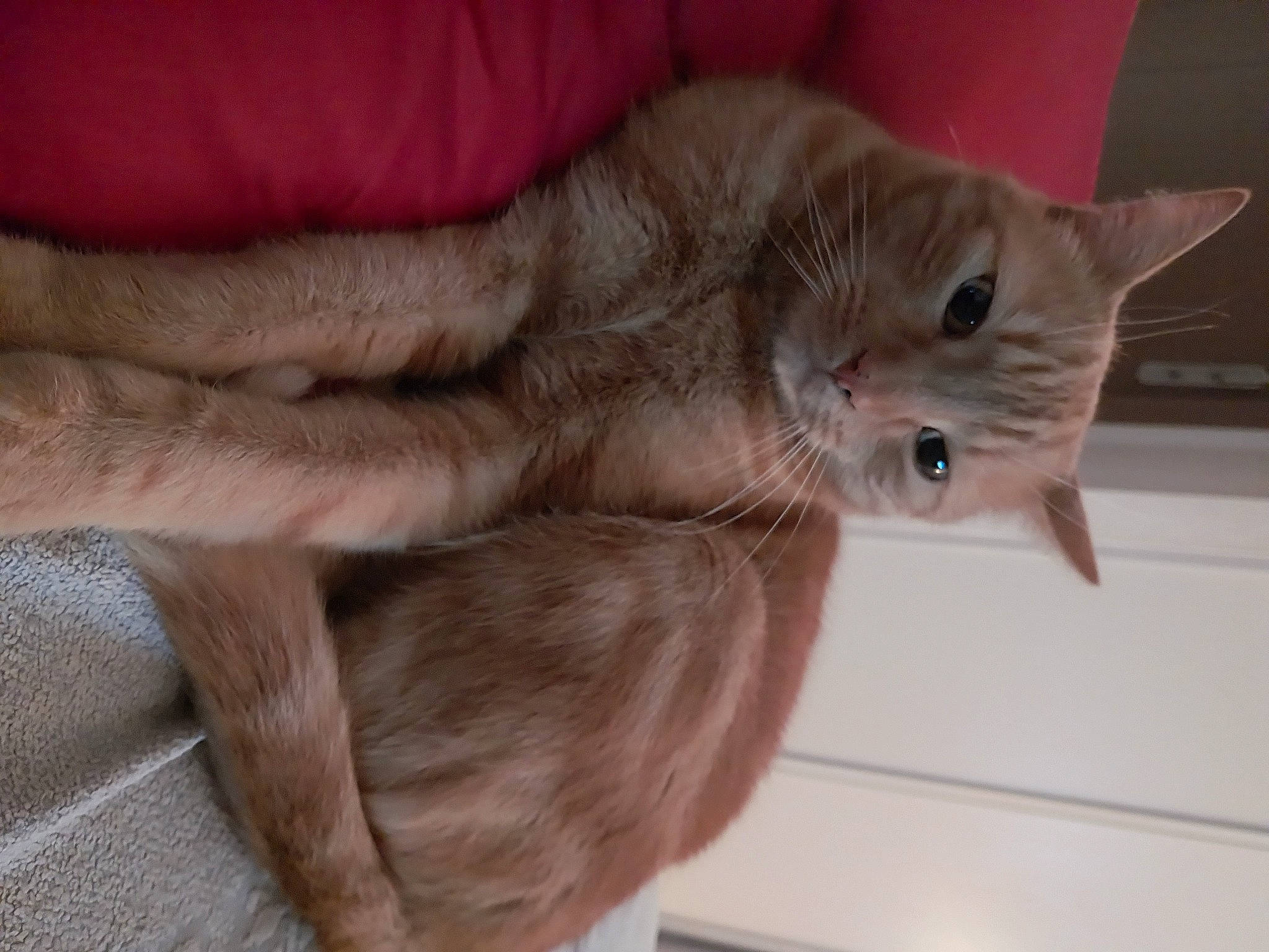 Maë a rejoint le concours — aidez-le/la à gagner de superbes lots ! carnivore, cat, comfort, domestic_short_haired_cat, ear, fawn, felidae, fur, russian_blue, small_to_medium_sized_cats, snout, tail, whiskers, wood