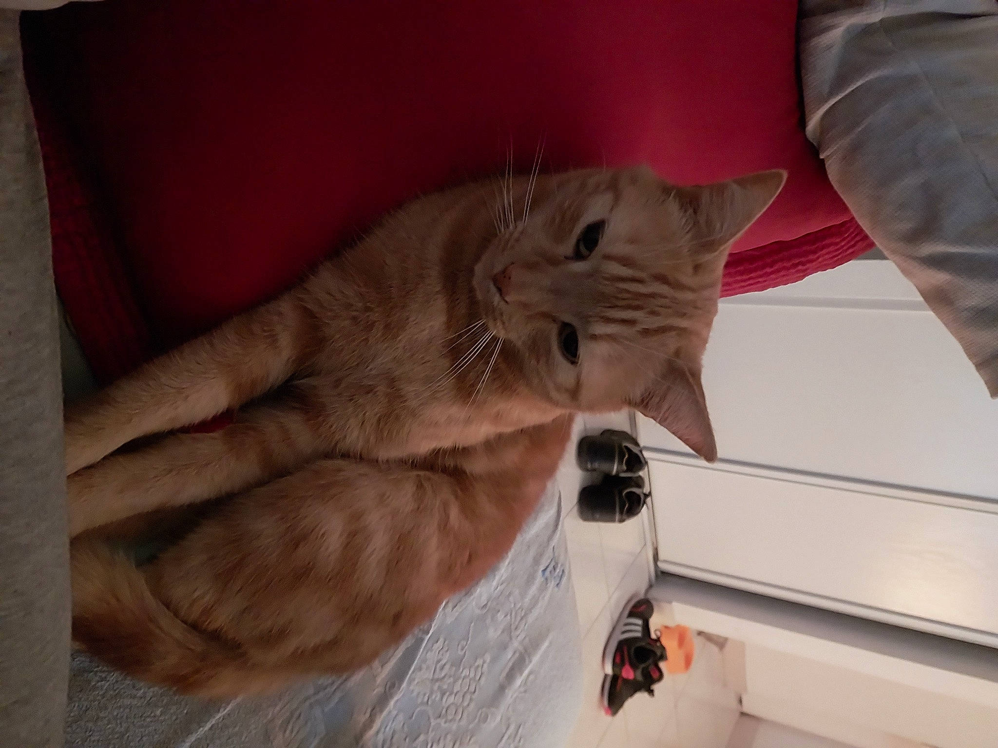 Maë a rejoint le concours — aidez-le/la à gagner de superbes lots ! carnivore, cat, comfort, domestic_short_haired_cat, felidae, finger, flooring, fur, gesture, hardwood, human_leg, linens, nail, room, small_to_medium_sized_cats, tail, vehicle_door, whiskers, wood, wrist