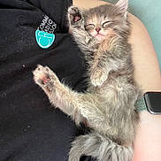 Stormi is registered to the contest to win money with this photo: kitten, cat, sleeping, person, arm, black_shirt, watch, fur, cozy, cute, pet, resting, paw, stretching, indoor, relaxing, sleep, feline, domestic_animal, closeup