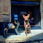 Bella joined the competition — help win amazing prizes! bear_statue, carving, chihuahua, collar, dog, ears, fireplace, indoor, mantel, pet, portrait, rustic, sculpture, shadow, small_dog, standing, stone_hearth, stone_wall, sunlight, wooden_statue