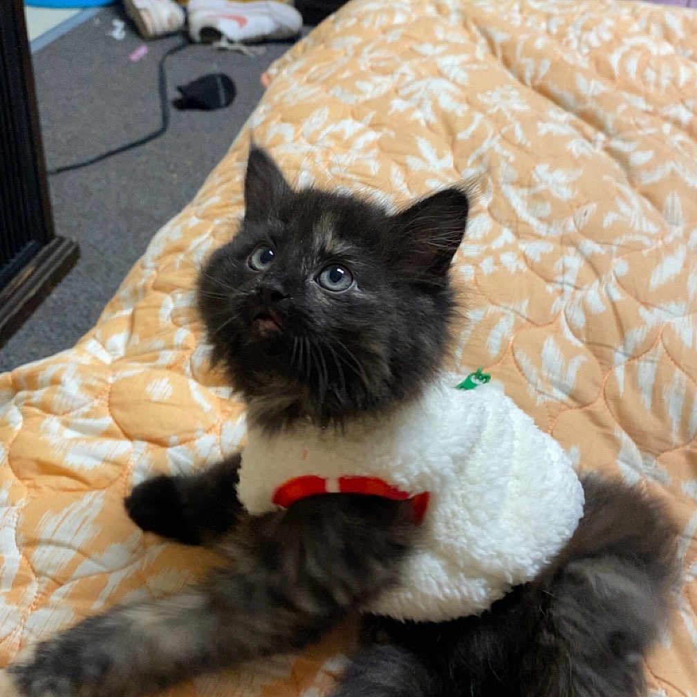 Stella Marie
