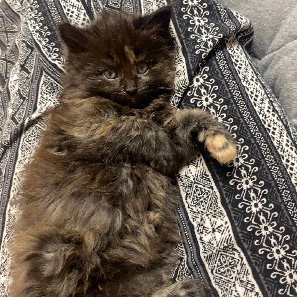 Stella