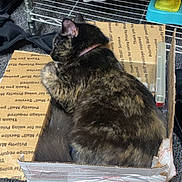 Stella Bean joined the competition — help win amazing prizes! cat, tortoiseshell_cat, box, cardboard_box, priority_mail, indoor, carpet, pet, shelf, plastic_container, sleeping, resting, feline, collar, floor, animal, domestic_animal, closeup, container, household