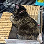 cat, tortoiseshell_cat, box, cardboard_box, priority_mail, indoor, carpet, pet, shelf, plastic_container, sleeping, resting, feline, collar, floor, animal, domestic_animal, closeup, container, household