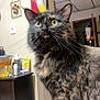 Stella Bean joined the competition — help win amazing prizes! cat, tortoiseshell, indoor, pet, feline, whiskers, curious, yellow_eyes, fur, closeup, domestic, animal, household, cozy, portrait, looking_up, tabby_pattern, mammal, soft_fur, cute