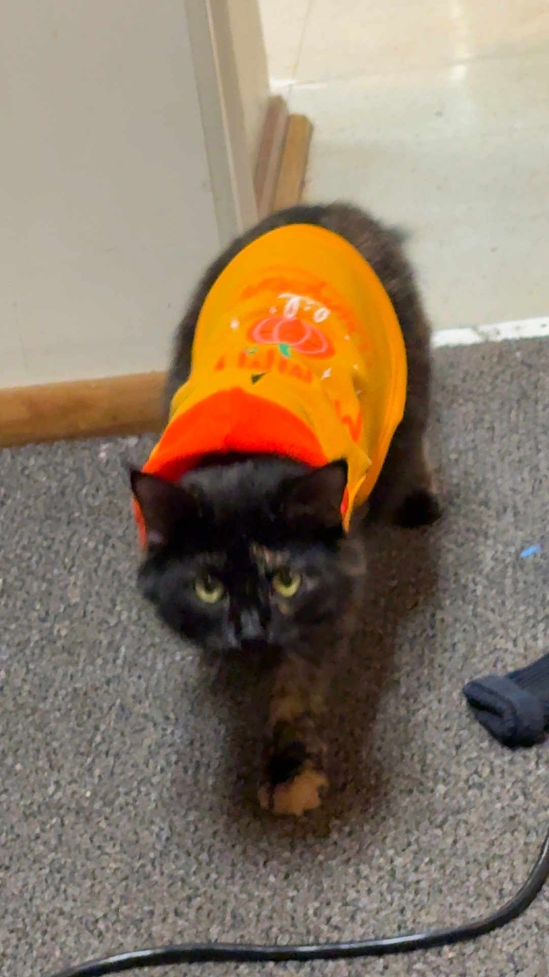 Stella Bean is registered to the contest to win money with this photo: cat, black_cat, orange_hoodie, pumpkin_design, pet, indoor, carpet, walking, curious, animal, feline, clothing, doorway, floor, cute, fur, eyes, domestic_animal, mammal, household