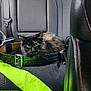 Stella Bean is registered to the contest to win money with this photo: cat, tortoiseshell_cat, belt, car_seat, backseat, green_eyes, fur, pet, animal, indoor, seatbelt, fabric, black_belt, curious, resting, vehicle, textile, leather, car_interior, seat