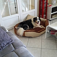 Titi participe au concours pour gagner de l'argent avec cette photo : canidae, carnivore, cat, comfort, companion_dog, couch, dog, dog_breed, floor, flooring, furniture, interior_design, living_room, room, sporting_group, st_bernard