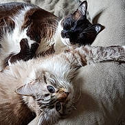 Princesse a rejoint le concours — aidez-le/la à gagner de superbes lots ! bed, birman, carnivore, cat, claw, comfort, felidae, fur, furniture, kitten, mammal, nap, norwegian_forest_cat, ragdoll, small_to_medium_sized_cats, whiskers